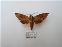 藏品(葡萄天蛾)的圖片